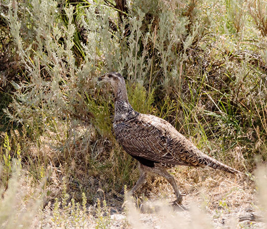 Greater Sage-Grouse Centrocercus urophasianus 