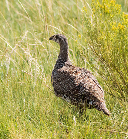 Greater Sage-Grouse Centrocercus urophasianus 