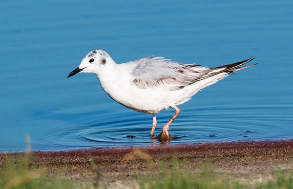 Bonaparte's Gull Larus philadelphia
