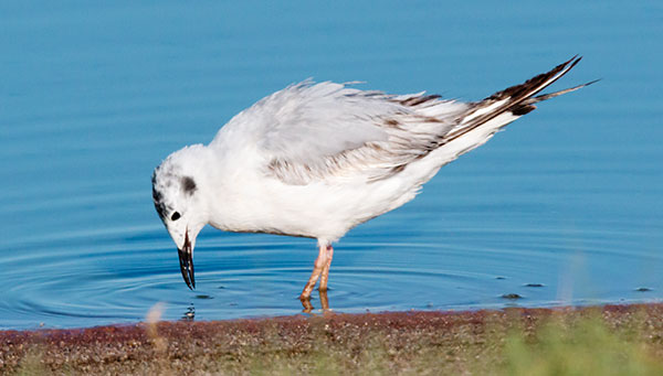 Bonaparte's Gull Larus philadelphia