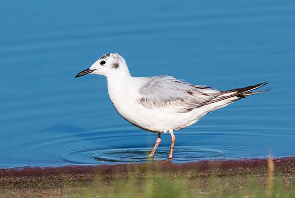 Bonaparte's Gull Larus philadelphia