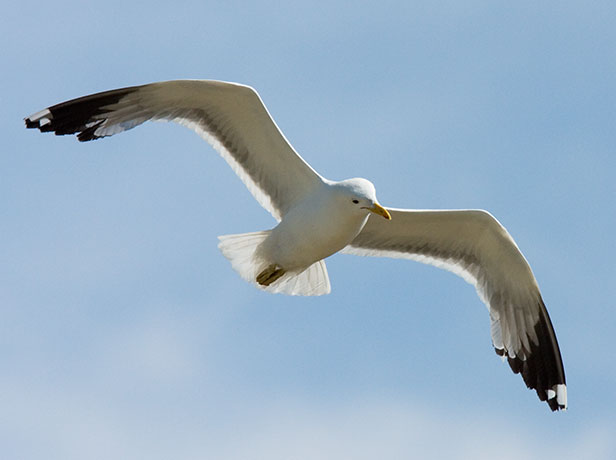 California Gull Larus californicus