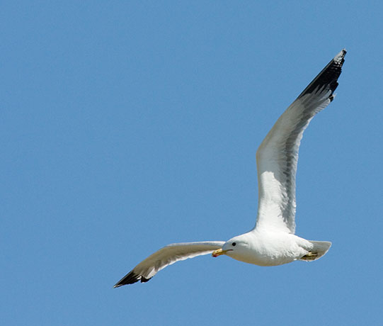 California Gull Larus californicus