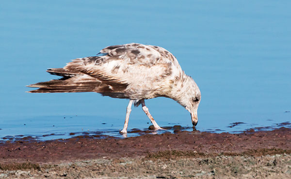 California Gull Larus californicus 