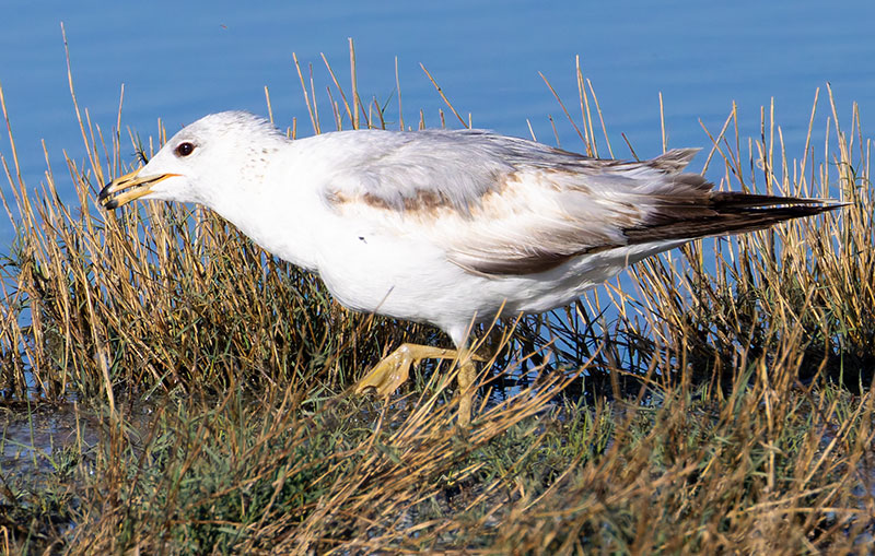California Gull Larus californicus 
