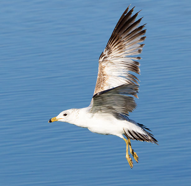California Gull Larus californicus 