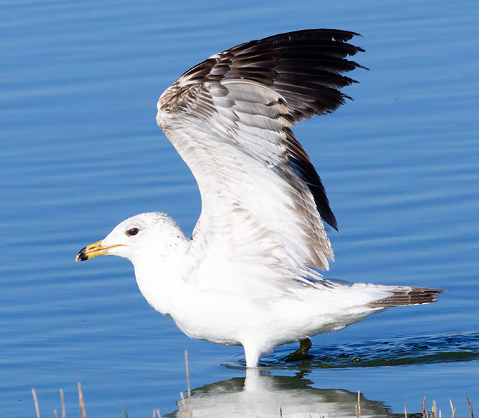 California Gull Larus californicus 