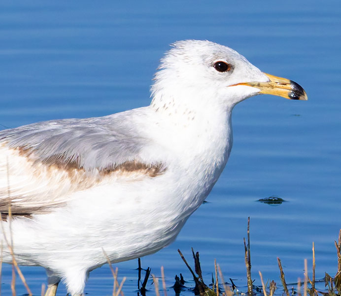 California Gull Larus californicus 