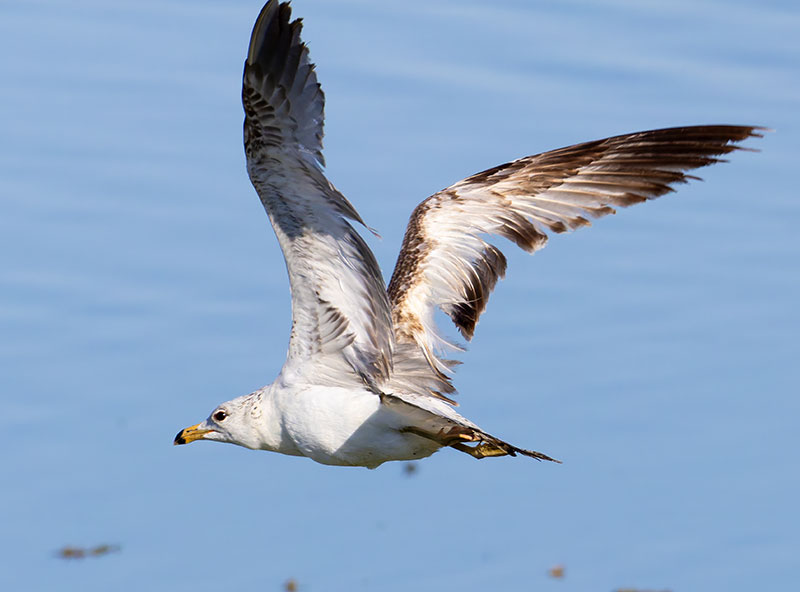 California Gull Larus californicus 