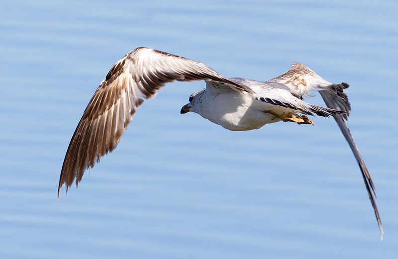 California Gull Larus californicus 