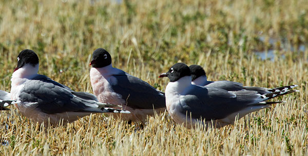 Franklin's Gulls Larus pipixcan 