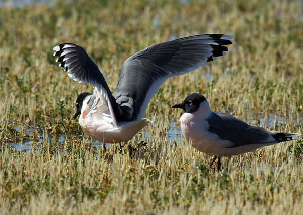 Franklin's Gulls Larus pipixcan 