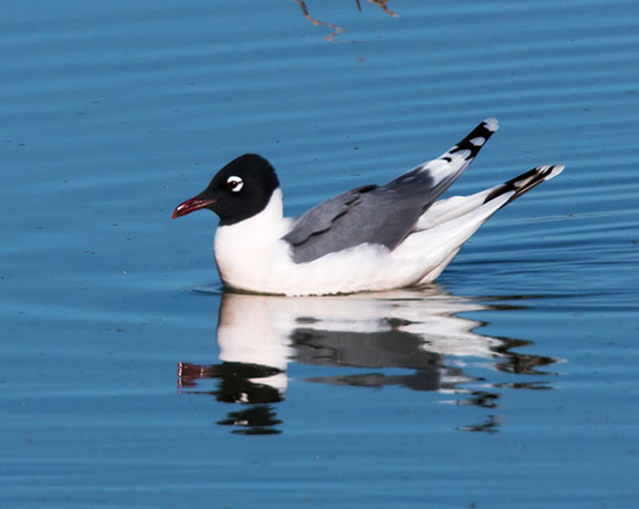 Franklin's Gulls Larus pipixcan 