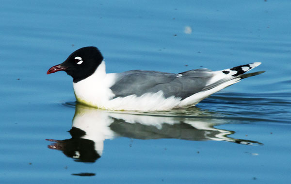Franklin's Gulls Larus pipixcan 