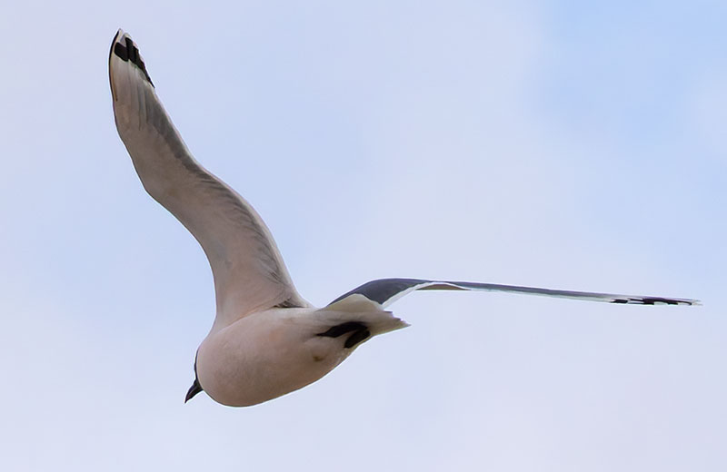 Franklin's Gulls Larus pipixcan 