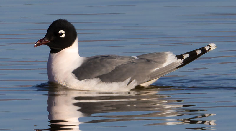 Franklin's Gulls Larus pipixcan 