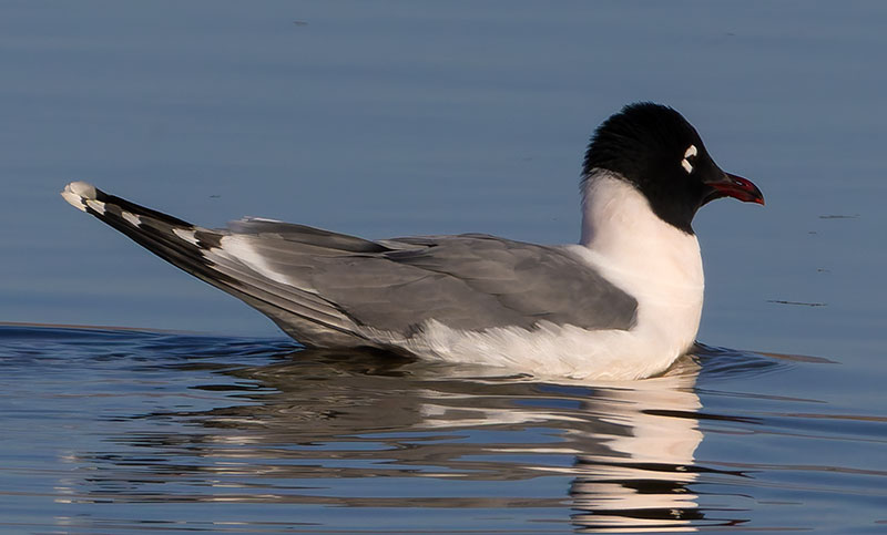 Franklin's Gulls Larus pipixcan 