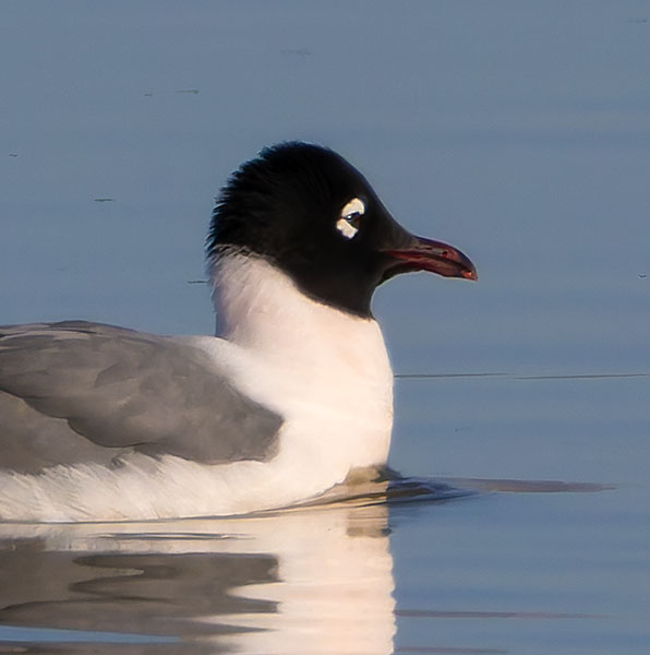 Franklin's Gulls Larus pipixcan 