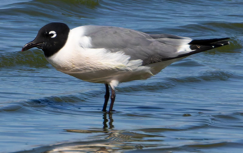 Franklin's Gulls Larus pipixcan 