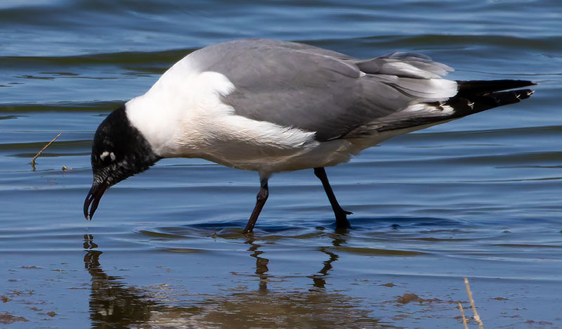 Franklin's Gulls Larus pipixcan 