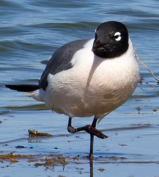 Franklin's Gulls Larus pipixcan 