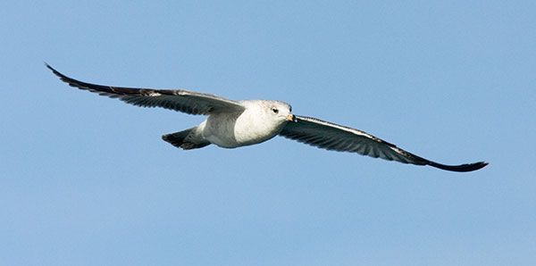 Ring-billed Gull Larus delawarensis in flight flying