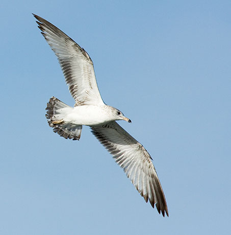 Ring-billed Gull Larus delawarensis in flight flying
