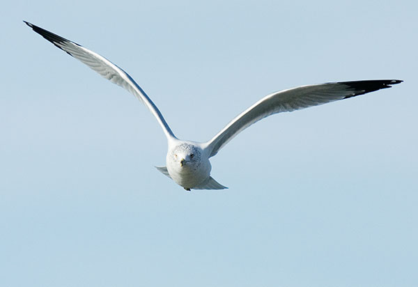 Ring-billed Gull Larus delawarensis in flight flying