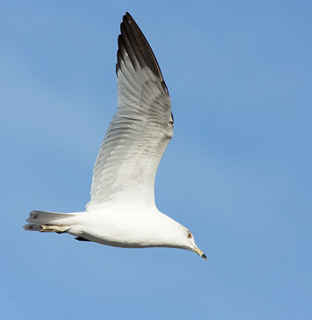 Ring-billed Gull Larus delawarensis in flight flying