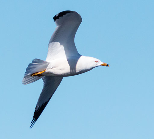 Ring-billed Gull Larus delawarensis in flight flying