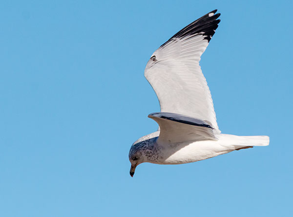 Ring-billed Gull Larus delawarensis in flight flying
