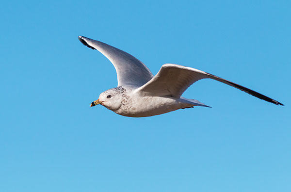 Ring-billed Gull Larus delawarensis in flight flying