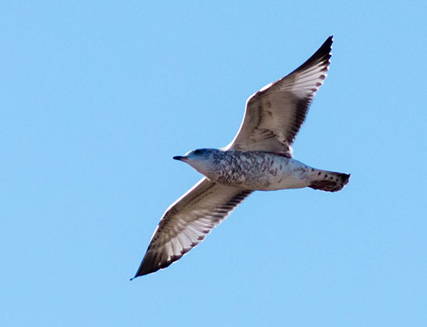 Ring-billed Gull Larus delawarensis in flight flying