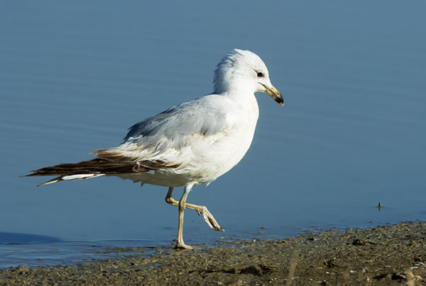 Ring-billed Gull Larus delawarensis
