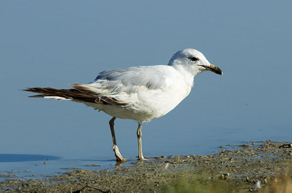 Ring-billed Gull Larus delawarensis