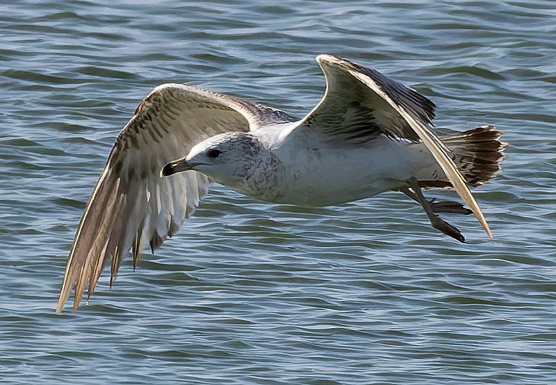 Ring-billed Gull Larus delawarensis 