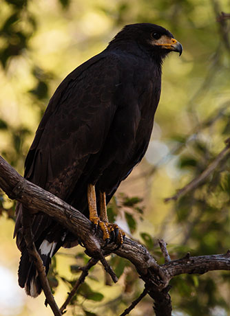 Common Black-Hawk Buteogallus anthracinus