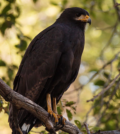 Common Black-Hawk Buteogallus anthracinus