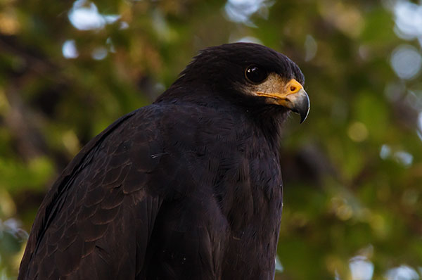Common Black-Hawk Buteogallus anthracinus