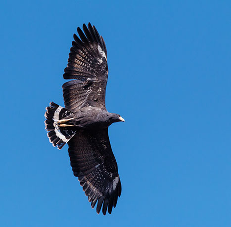 Common Black-Hawk Buteogallus anthracinus