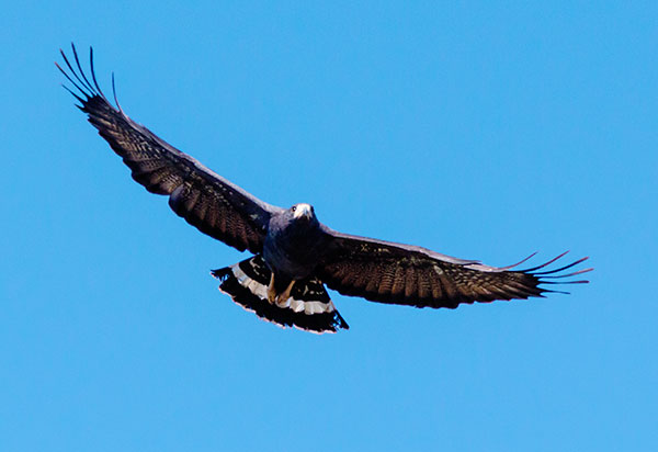 Common Black-Hawk Buteogallus anthracinus