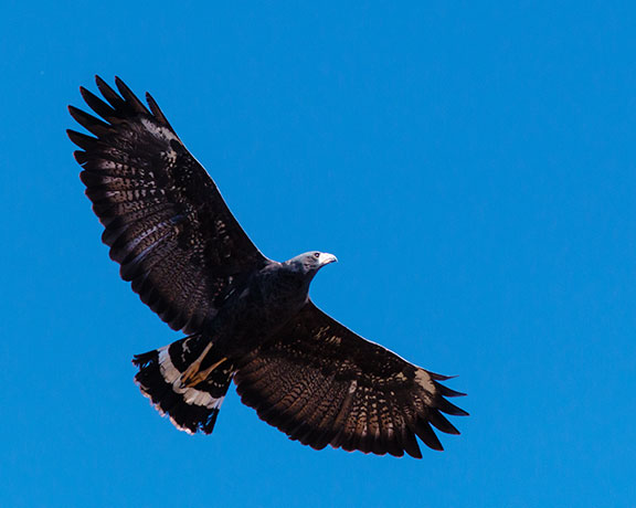 Common Black-Hawk Buteogallus anthracinus