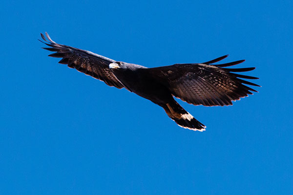 Common Black-Hawk Buteogallus anthracinus