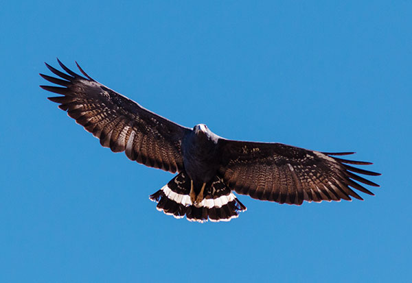 Common Black-Hawk Buteogallus anthracinus