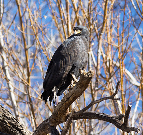Common Black-Hawk Buteogallus anthracinus