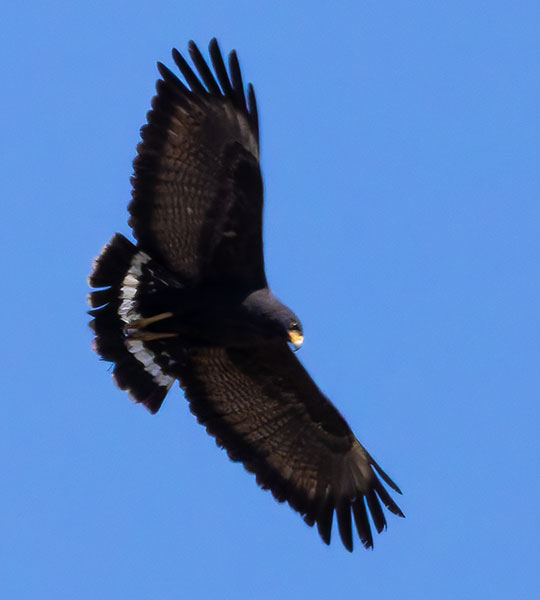 Common Black-Hawk Buteogallus anthracinus