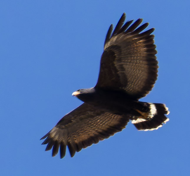 Common Black-Hawk Buteogallus anthracinus