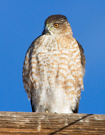 Cooper's Hawk Accipiter cooperii 