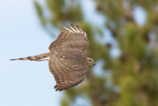 Cooper's Hawk Accipiter cooperii 