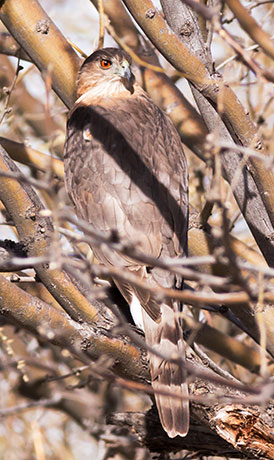 Cooper's Hawk Accipiter cooperii 